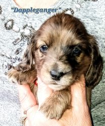 AKC Longhaired Dachshund Puppies