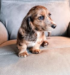 AKC Longhaired Dachshund Puppies