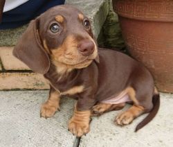 Brown Chocolate Dachshund Puppy For Rehoming