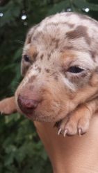 Dachshund Mini puppies, Males Chocolate Dapple