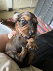 Male and females dachshunds available