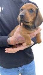 Mini dachshunds