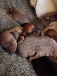 i have 9 beautiful dashound puppies!!