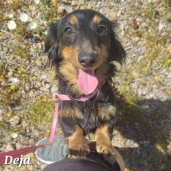 Deja the Toy Purebred Doxie