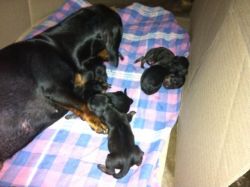 DACHSHUND PUPS FOR SALE