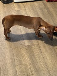 Rehoming 8 month dachshund