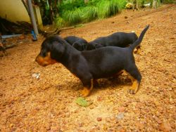 Dachshund pupies for sale