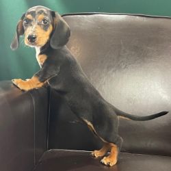 Mini dachshund for sale