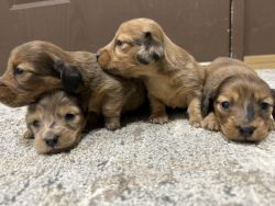 12-week old Dachshund puppies