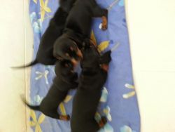 Daschund female pups for sale