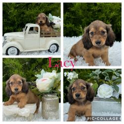 AKC long haired dachshund puppies