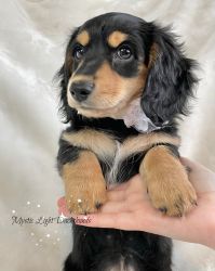 Adorable Dachshund puppy