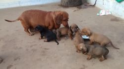 30 days dachshund puppies available
