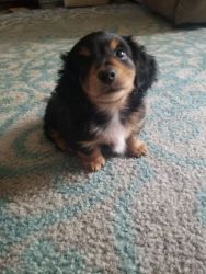 6 week old long haired dachshund