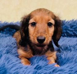 Miniature longhaired dachshund