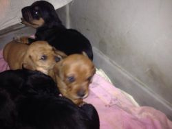 Awesome show quality dachshund pup available