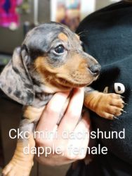 Ckc mini dachshund dapple female