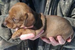 Beautiful Unique Male Miniature Dachshund Pup