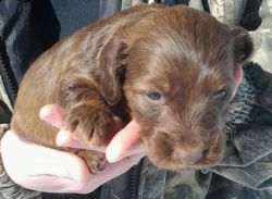 Wonderful Male Miniature Dachshund Pup