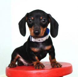 Lovely Boy & Girl Dachshund Puppies for Sale