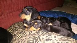 mini dachshunds for sale in Miss xxx-xxx-xxxx