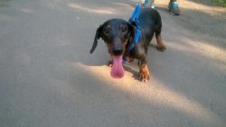 dachshund for adoption