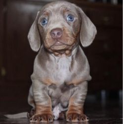 Mini Dachshund Pups for sale
