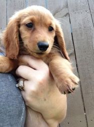 Dauschund -Red haired, long