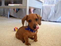Mini Dachshund Pup For Sale