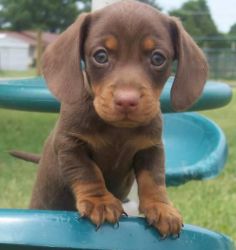 Dachshund Females and Males puppies