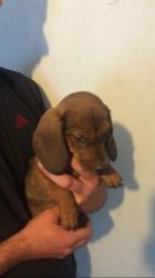Dachshund Puppies For Sale
