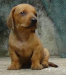 Original Breed Dachshund puppies available Here