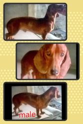 dachshund male for sell