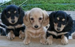 12 weeks old Dachshund puppies