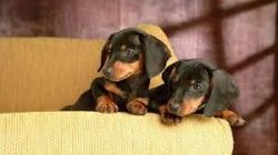 Black and tan Dachshund puppies