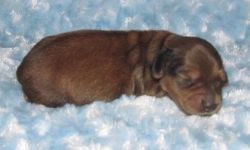 Adorable Mini Dachshund Puppies