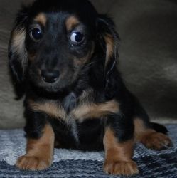 Akc Mini Long Dachshund Puppies For Sale