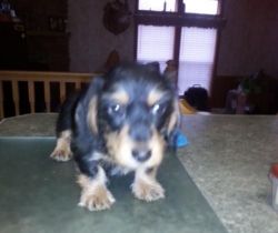 Does my girl is ready Dachshund puppies
