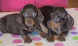 AKC registered Dachshund puppies for sale