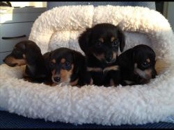 Miniature Dachshund Puppies (smooth)