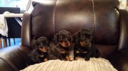 For Sale Available Dachshunds