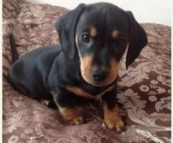 12 Weeks Old Dachshund Puppies For Adoption