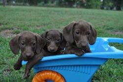 lovely Mini Dachshund Pup For Sale