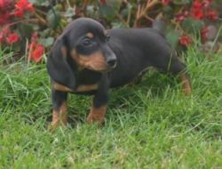 Adorable male and female Dachshund Puppies