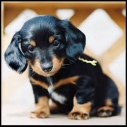 dachshund puppies For Free Adoption