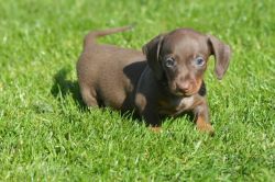 Stunning Pra Clear Mini Dachshund Pups