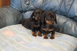 Smooth Haired Dachshund puppies