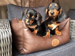 Pure Bread Dachshund Puppies