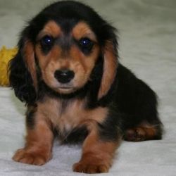 Lovely Dachshund puppies for sale