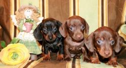 Socialized Dachshund Puppies For new homes